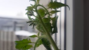 28.02.2026 Огурцы на окне и томаты на ранний урожай.