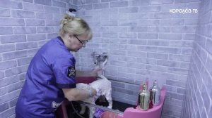 Весенний уход: как подготовить питомца к новому сезону