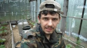 Как мульчировать огурцы