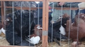 28.02.26. СБОРНАЯ ЯРМАРКА ГОЛУБЕЙ. МОСКВА