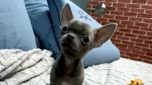 Привет из НОВОГО дома от Луны и Ники #СКИДКИ до 08.03.26 Вася и Варя #купить_щенка_чихуахуа_продам