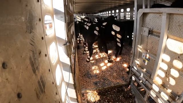 Loading baby cows (ep.4)