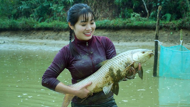 Ловим рыбу в болотном пруду и продаем ее. Вьетнам смотреть онлайн