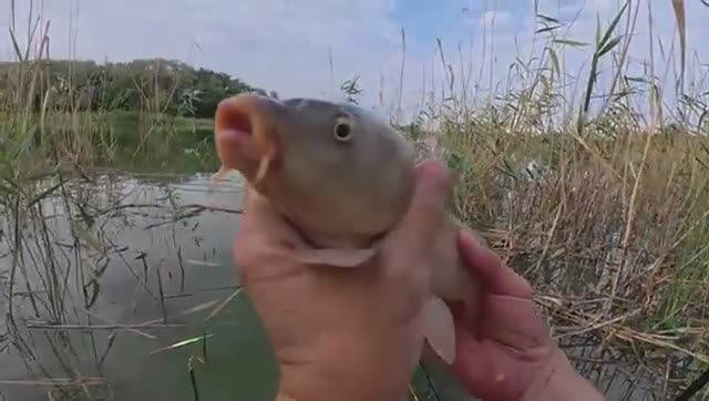 ЛОВИЛ ПЛОТВУ, НО ТУТ ПРИШЛИ САЗАНЫ И ПОПЁРЛО! Рыбалка на поплавок. Ловля сазана. ЛОВИЛ ПЛОТВУ, НО ТУТ ПРИШЛИ САЗАНЫ И ПОПЁРЛО! Рыбалка на поплавок. Ловля сазана.