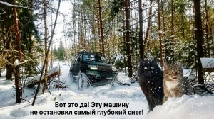УАЗ «Росомах», колеса 44 дюйма один против рекордных  за 72 года  сугробов . Любопытные коты.