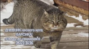 ДНЕВНИК лесного кота БАРСИКА: «Зима, до свидания!» - 28 февраля 2026