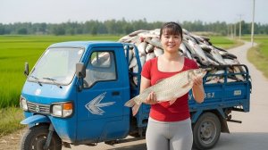 Сбор урожая и покупка большого количества гигантской рыбы для продажи. Фуонг. Вьетнам