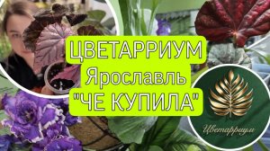 Первая выставка-продажа экзотических растений в Ярославле "Цветарриум"