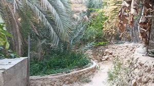 Тропа утопает в зелени пальм и бананов!