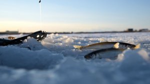 ОХОТА ЗА КОРЮШКОЙ