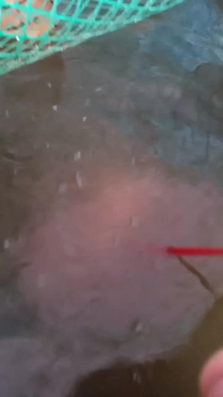 Решил побаловать сомиков свининой. Обрезки от ливера. Что они вытворяют это надо видеть. Правда н…