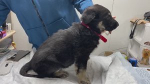 Щенок девочка Жасмин красный ошейник