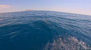 Прогулка с Дельфинами.mp4