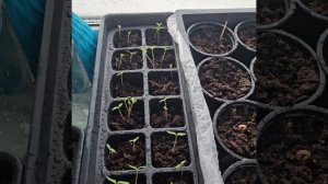 Выращиваем дальше свой сад мечты