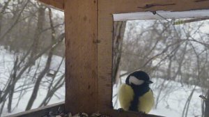 УТРО С СИНИЦАМИ 🐦02.26