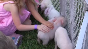 Влог： Настя и друзья собирают сюрпризы.