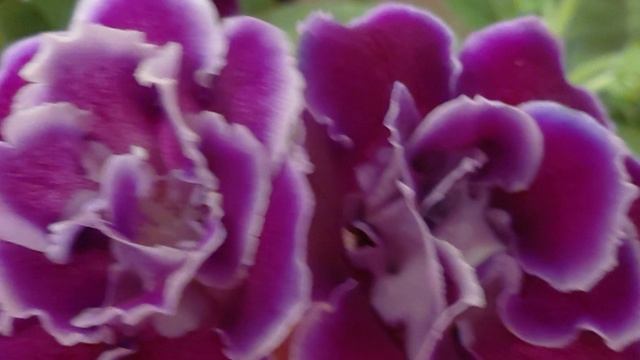 Глоксинии: результат одного опыления Глоксинии: результат одного опыления