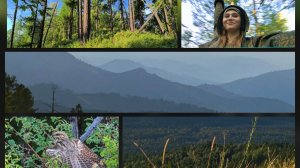 Козодой на ветке. И ранняя прогулка на вершину горы. Запах дыма [25л №10] [мТ]