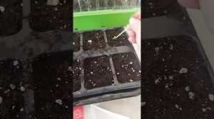 Посев сладкого перца Верона