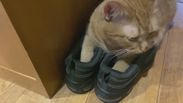 Рыжий кот. Примерил кроссовки