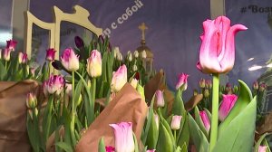 Тысячи тюльпанов распустились в центре Санкт-Петербурга