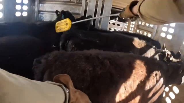 Unloading Baby Cows (ep.5)