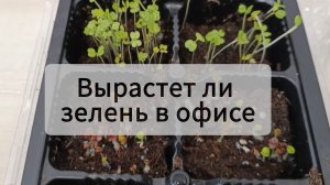 Я - фанат огорода 🤣 Сажаю зелень в офисе