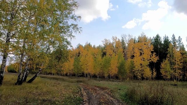 Осень золотая. Прогулка по лесной дороге смотреть онлайн