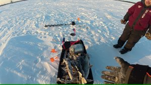 Пол дня поиска и вот, 63 окуня и одна щучка с одной лунки.