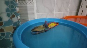 Потоп корабля