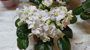 Эписция. Оксалис. Фиалки. Растения в моих условиях.