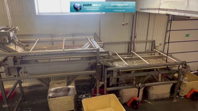 Машина сортировки рыбы Машина сортировки рыбы