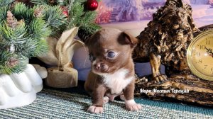 Почему #ЦЕНА  #щенка стала ВЫШЕ ? Диана и Гораций #СКИДКИ до 08.03.26 #купить_щенка_продаю