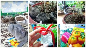 Последний день зимы. Первые всходы овощных культур. Докупила перцы и получила в подарок томаты.