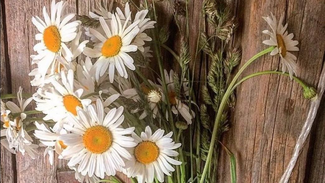 Занимаюсь пересадкой пеларгоний для подвесных кашпо. Мои черенки гераней уже дали корни. 🌱 смотреть онлайн