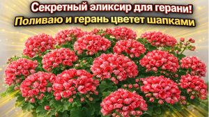 Срочно в МАРТЕ НАЛЕЙ в ГЕРАНЬ и любой цветок вмиг зацветет крупными шапками!
