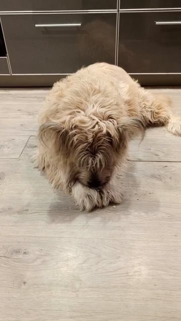 Фаня - девочка ищет дом после смерти хозяина