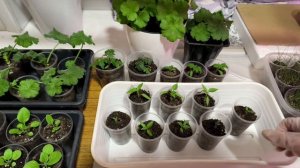 Рассада острого декоративного перца .чем буду подкармливать.