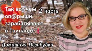 2 часть. Так вот чем оп@рыши зарабатывают в Таиланде❗️