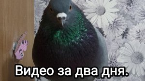 28-02-2026. Видео за два дня.