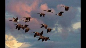 "Гуси-лебеди" .mp4