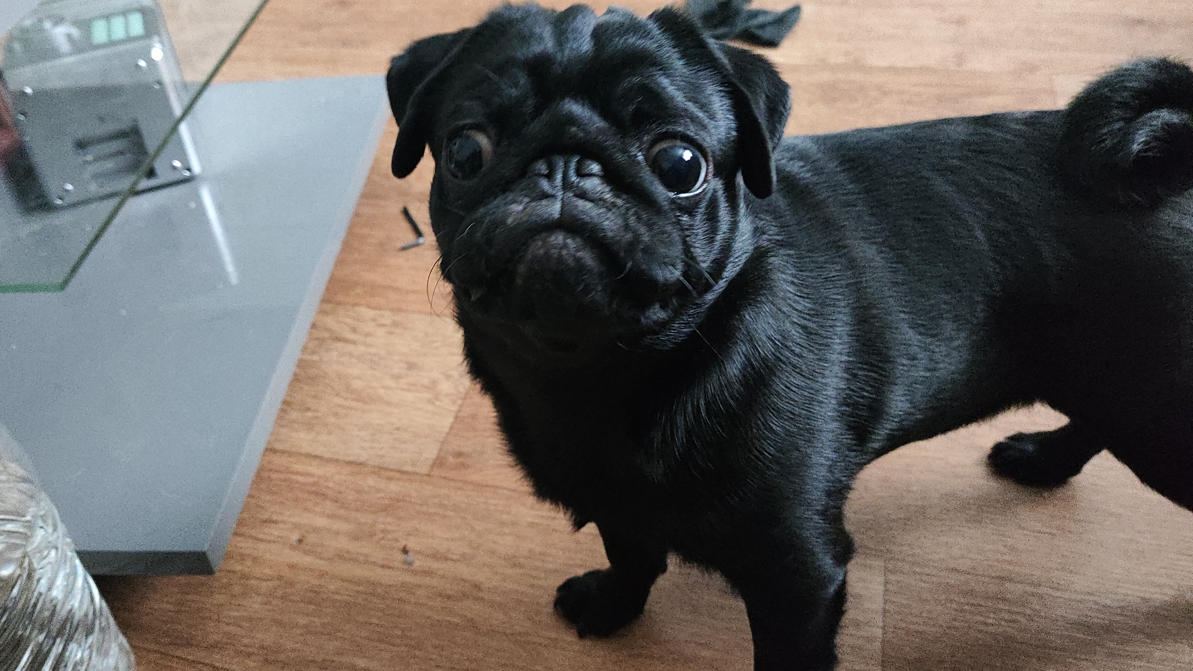 Собаки играют — стрим Собаки играют — стрим