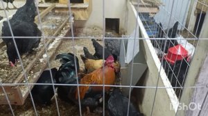 28-02-2026  Овёс пророщенный с пером.😊