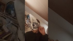 советы как зделать маску с длинными ушами для квадробики.