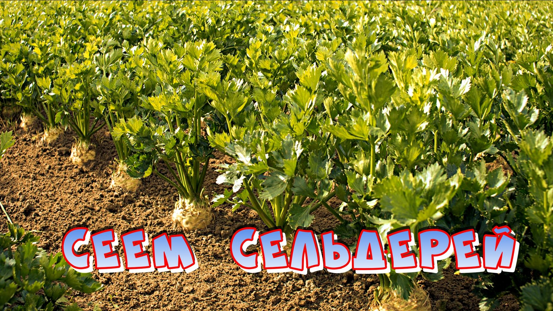 СЕЕМ СЕЛЬДЕРЕЙ смотреть онлайн