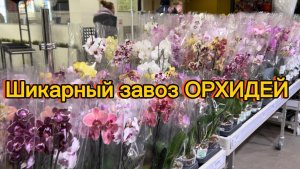 Обзор ОРХИДЕЙ в строительных магазинах ✅