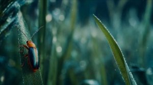 Мы в ежедневной суете... авторская песня Натальи Дубовой