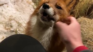 Лиса-Алиса. Улыбающийся лис и засыпающая лиса