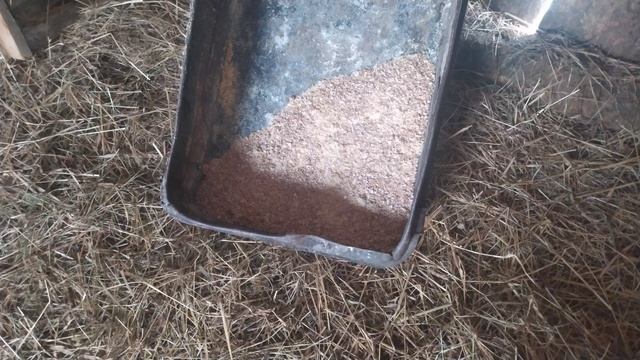 Одного бычка поставил на привязь