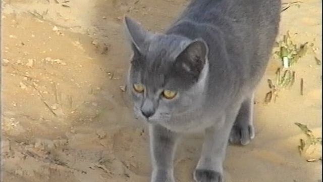 Васька. Озеро Ольшанские Карьеры в Смоленске.